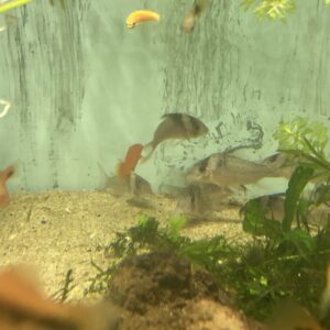 Corydora Metanistus