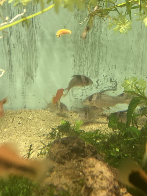 Corydora Metanistus