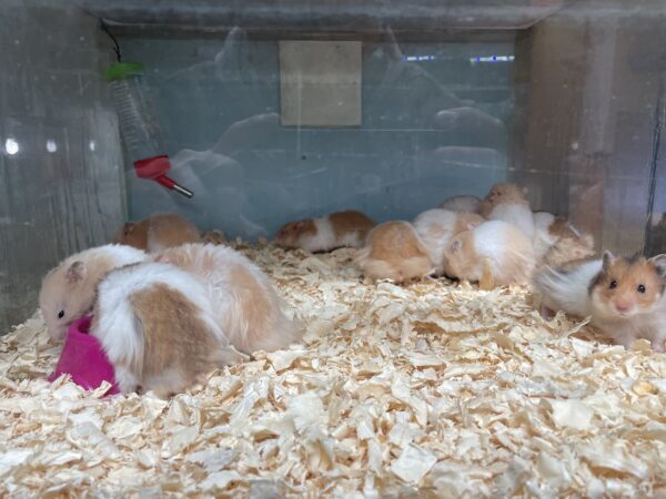 Hamster Sirios