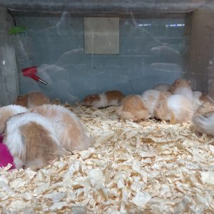 Hamster Sirios