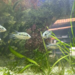 Ciclido Boca de Fuego (Thorichthys meeki)