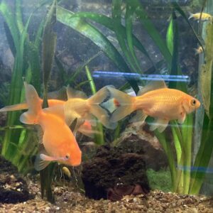 Carassius Cometa XL