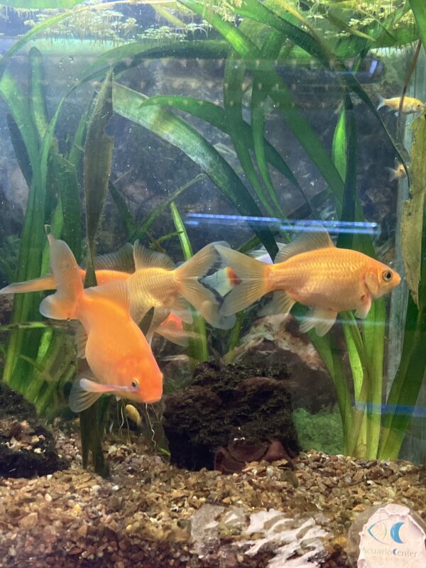 Carassius Cometa XL
