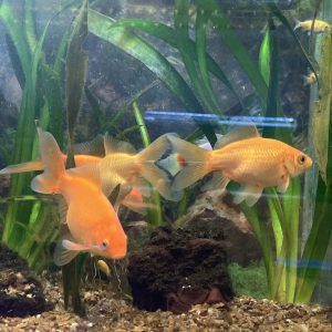 Carassius cometa XL