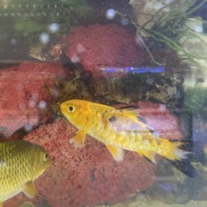Koi Medianos