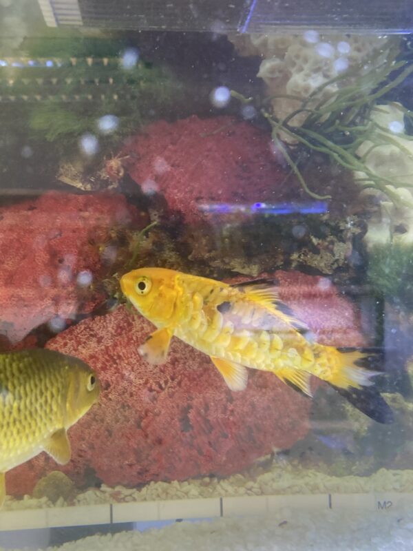 Koi Medianos
