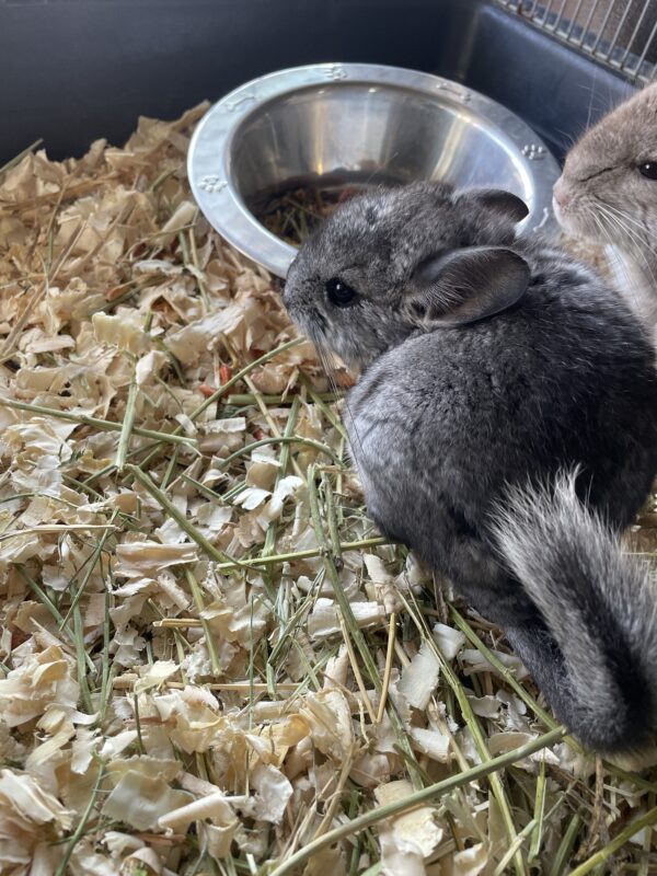Chinchilla