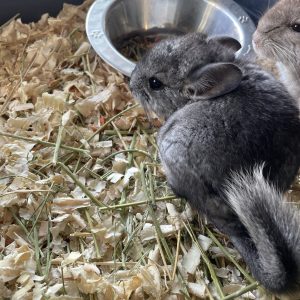 Chinchilla