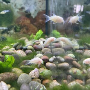 Corydora Albina