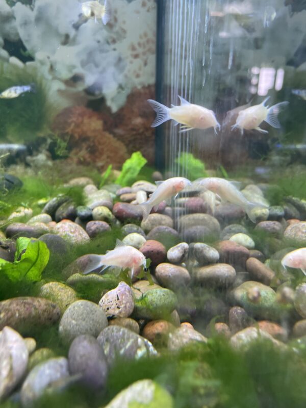 Corydora Albina
