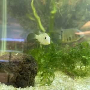 Ciclido Geophagus