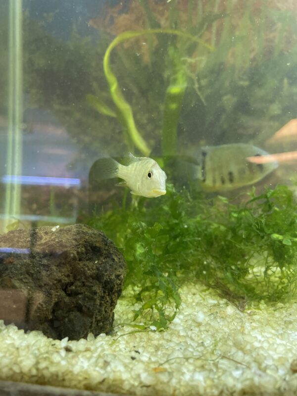 Ciclido Geophagus