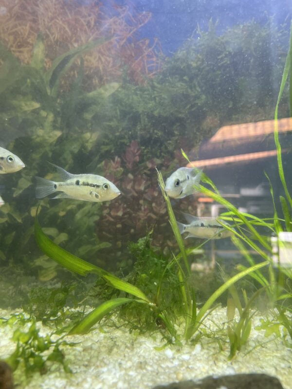 Ciclido Boca de Fuego (Thorichthys meeki)