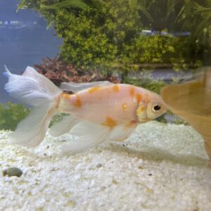 Carassius Cometa Velifero 16-18 cm