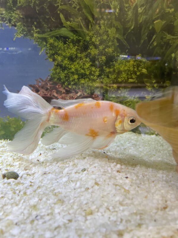 Carassius Cometa Velifero 16-18 cm