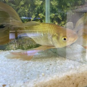 Carassius Cometa Velifero 28 - 30 CM