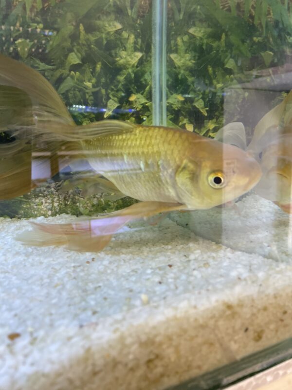 Carassius Cometa Velifero 28 - 30 CM