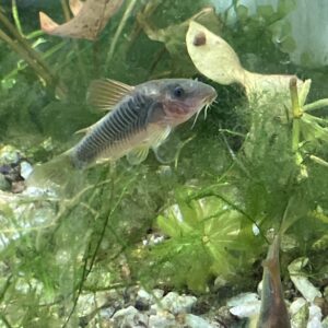 Corydora Verde (Gold)