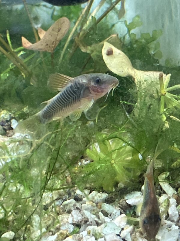 Corydora Verde