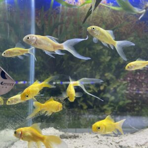 Carassius Fantasia Oro 4 CM