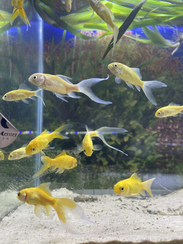 Carassius Fantasia Oro 4 CM