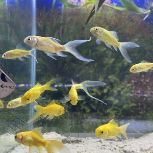 Carassius fantasia oro