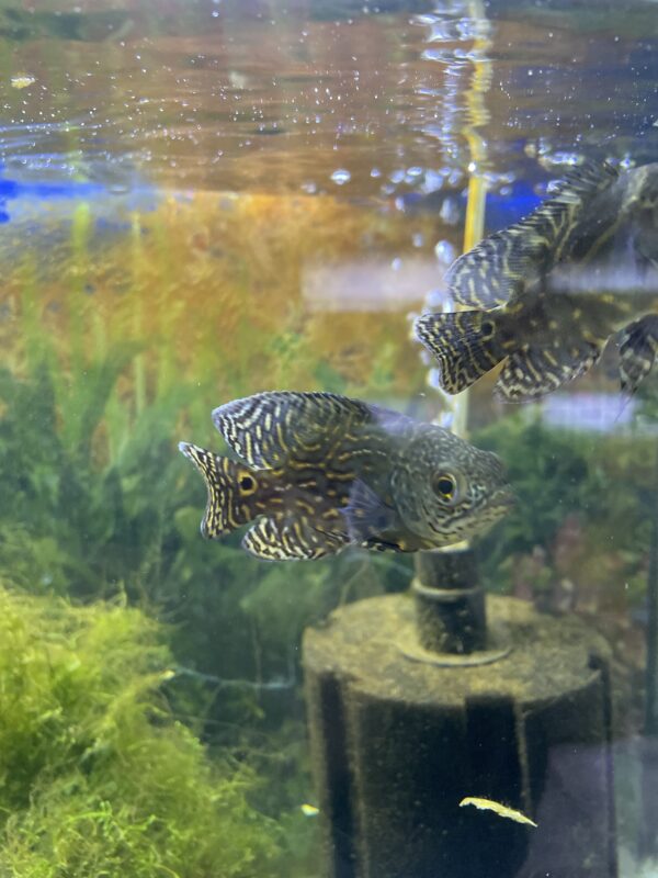 Oscar Wild 9-10 CM