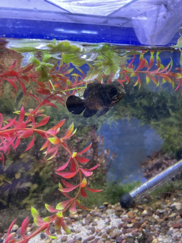 Oscar astronotus ocellatus cobre 7-8 CM