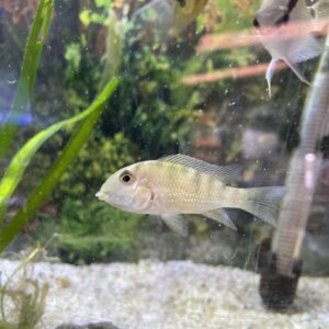 Ciclido Geophagus 7 cm