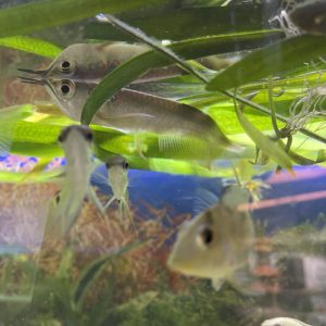 Arowana Silver 10-11 cm