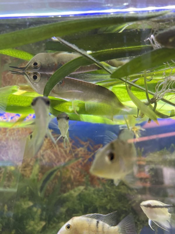 Arowana Silver 10-11 cm