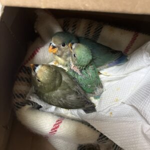 Inseparable Agapornis Papillero