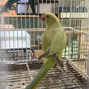 Loro Kramer Verde Olivo