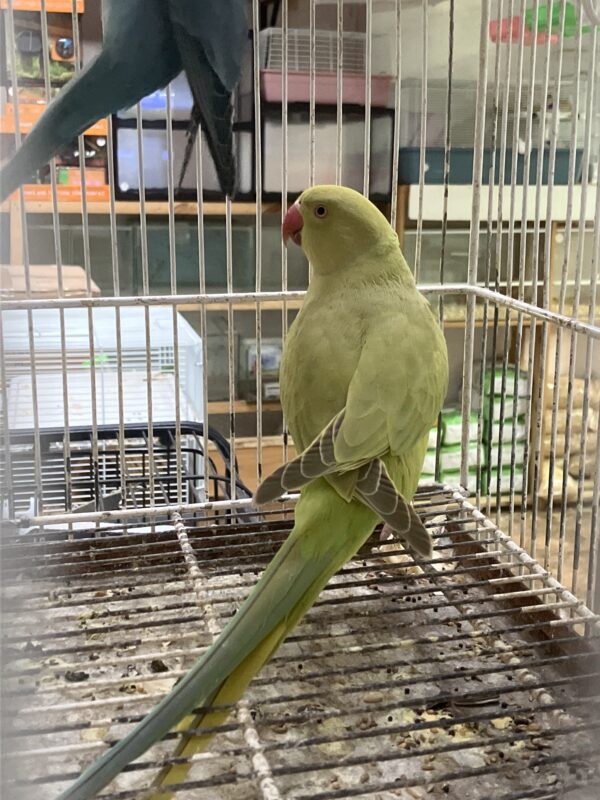 Loro Kramer Verde Olivo