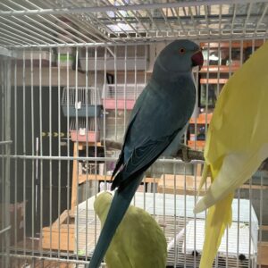 Loro Kramer Azul