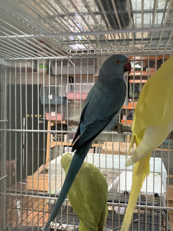 Loro Kramer Azul