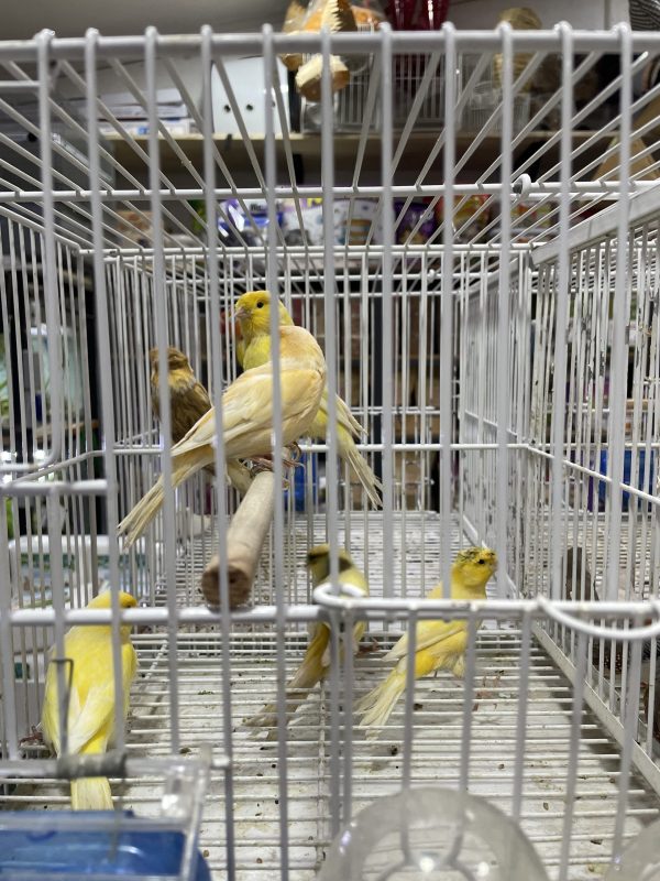 Canario
