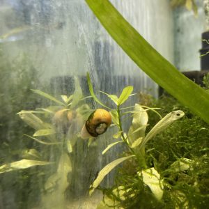 Caracol Manzana