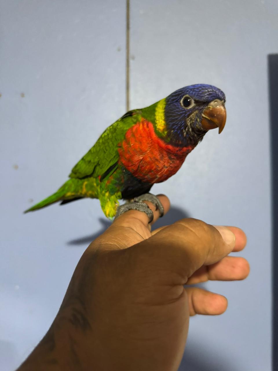 Lori arcoíris - Trichoglossus moluccanus - Imagen 5