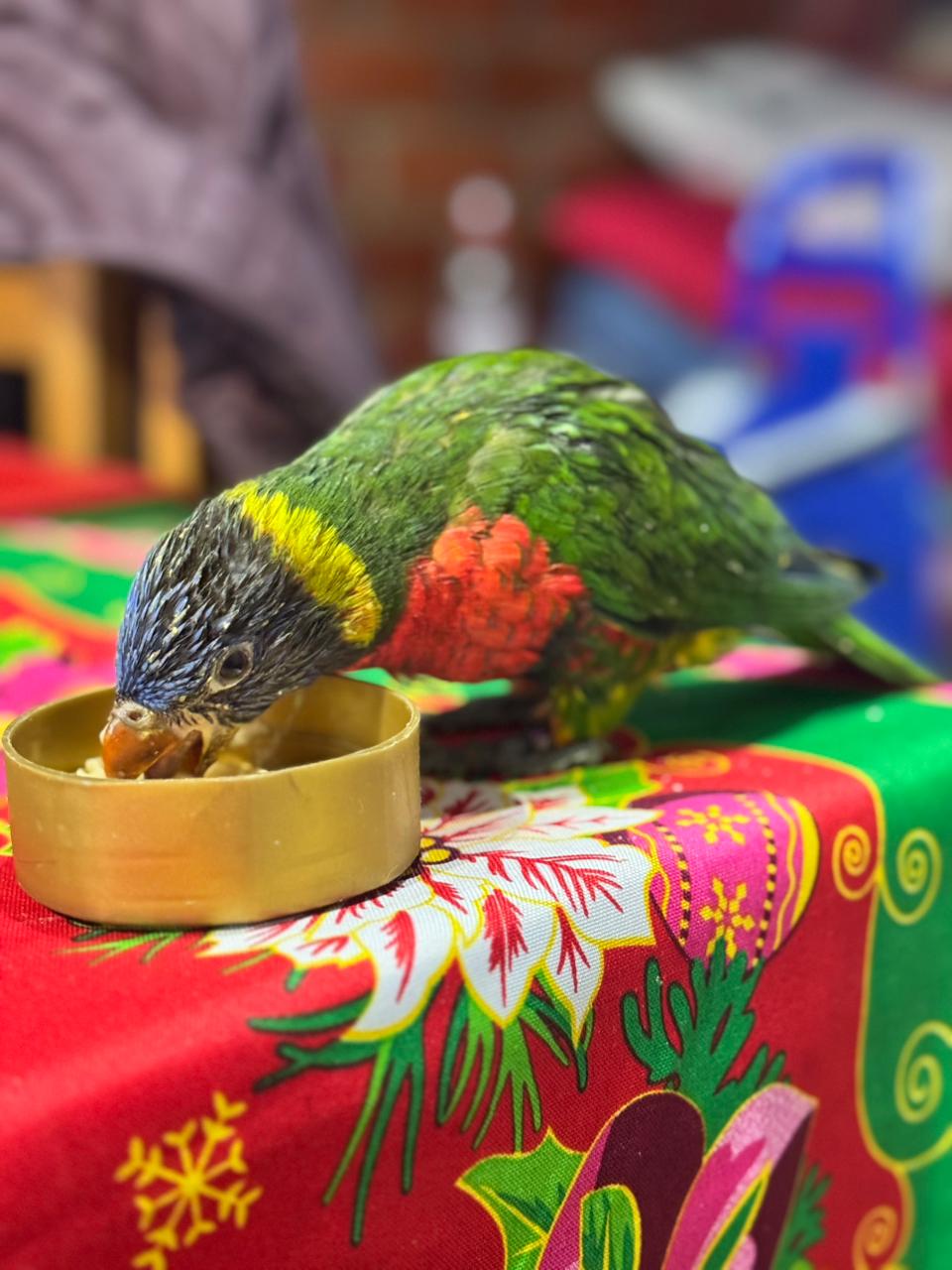 Lori arcoíris - Trichoglossus moluccanus - Imagen 4
