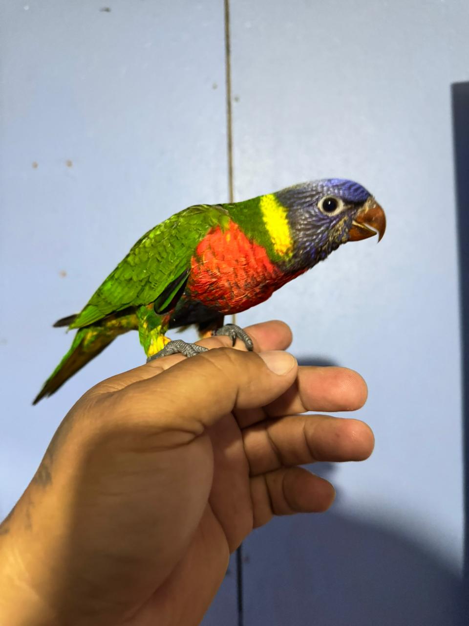 Lori arcoíris - Trichoglossus moluccanus - Imagen 3