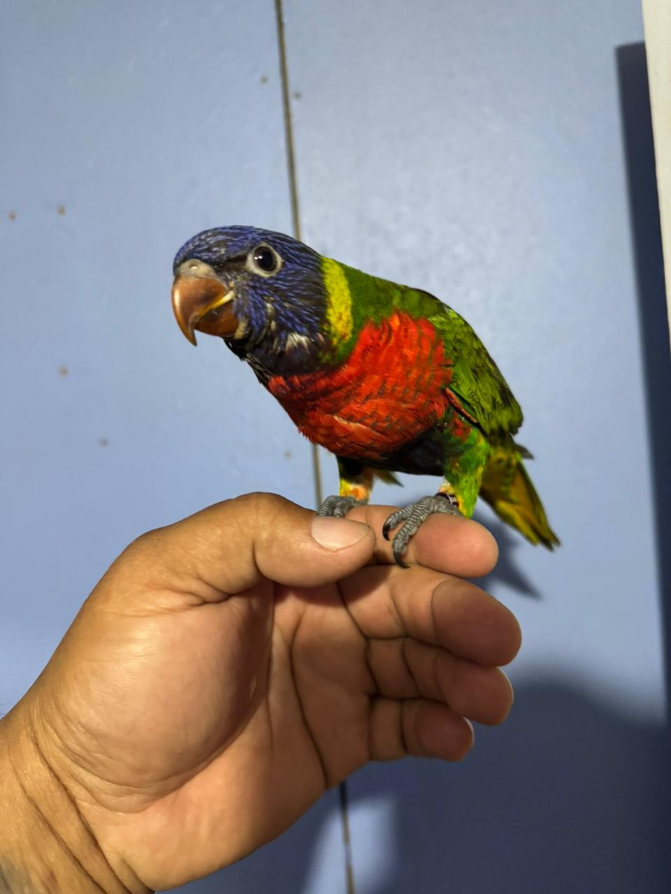 Lori arcoíris - Trichoglossus moluccanus - Imagen 2