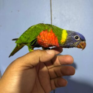 Lori arcoíris - Trichoglossus moluccanus