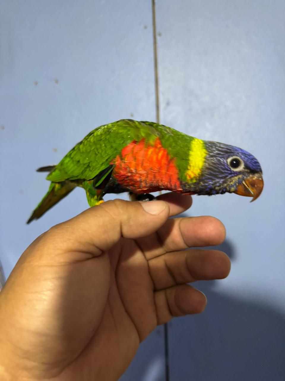 Lori arcoíris - Trichoglossus moluccanus