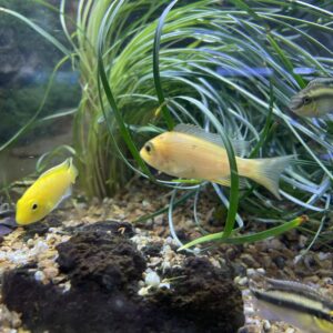 Aulonocara strawberry red