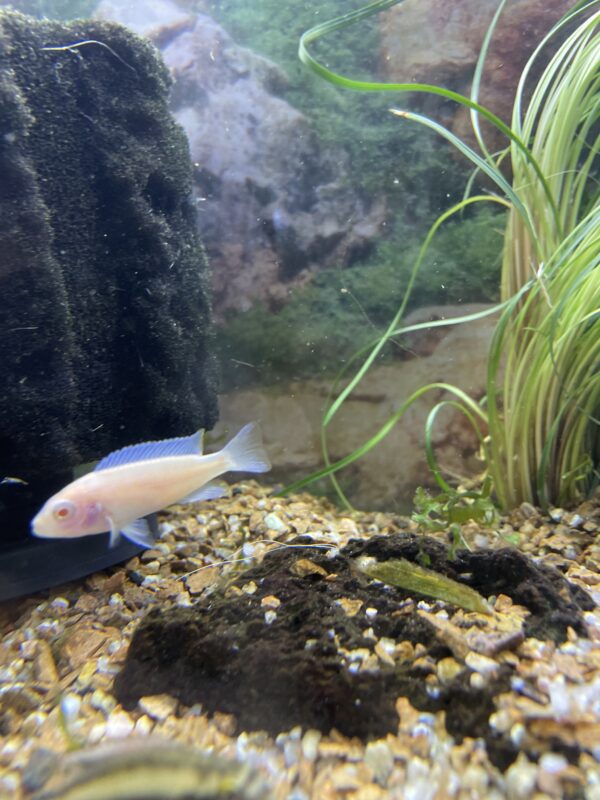 Pseudotropheus socolofi albino