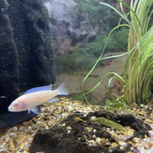 Pseudotropheus socolofi albino