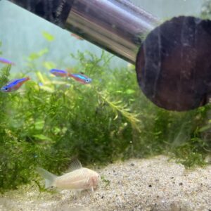 Corydora Albina