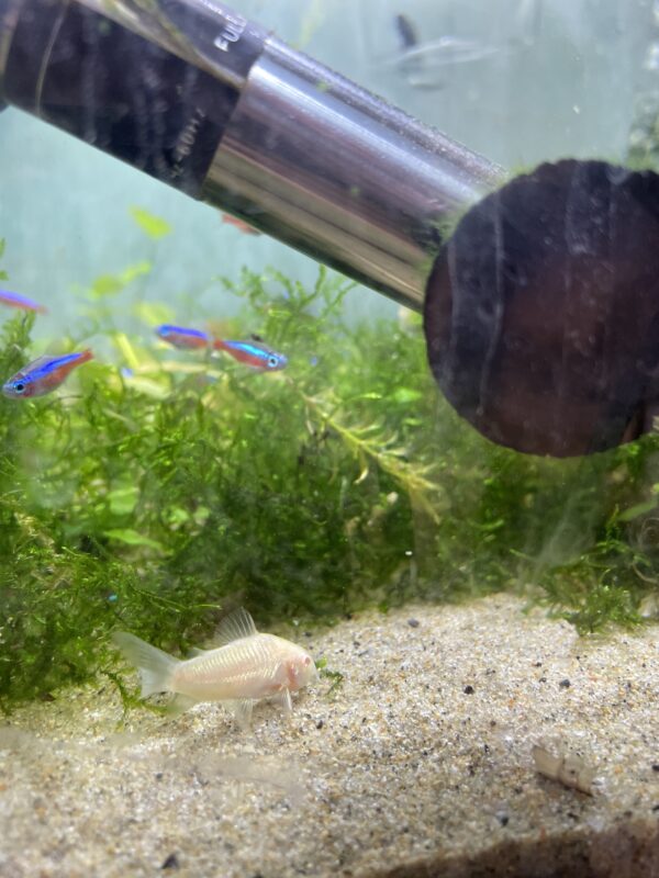Corydora Albina