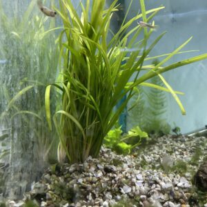 Planta Sagitaria Rastrera larga
